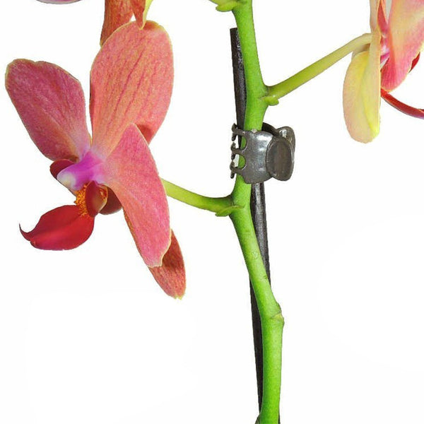 100 Stück Orchideen Clips Orchideen - Klammern 15 * 18 MM Pflanzenclips für jedermann, Gartenarbeit genießt (Orchideen)